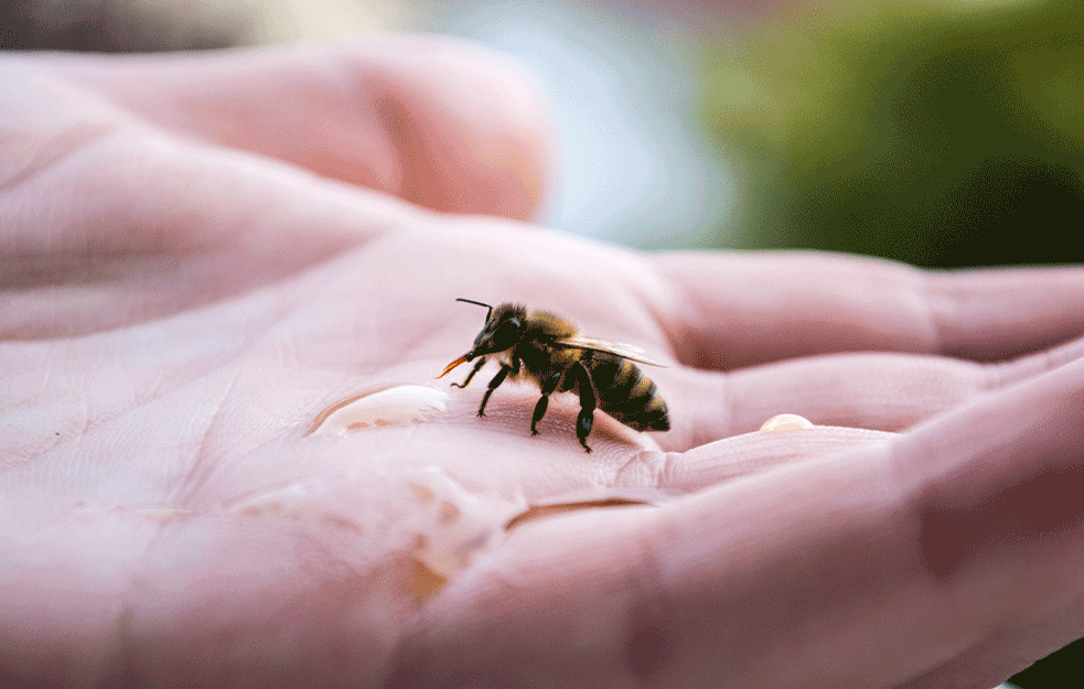 Ubod pčele je zdrav, ali evo kako treba PRAVILNO DA REAGUJETE ako do ovoga ipak dođe
