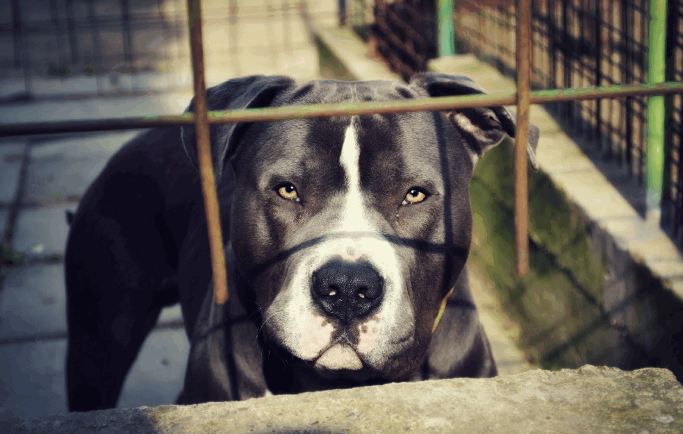 UŽAS U ZAKLOPAČI: Komšijski PITBUL NAPAO DEČAKA (13) i naneo mu TEŠKE TELESNE POVREDE! 
