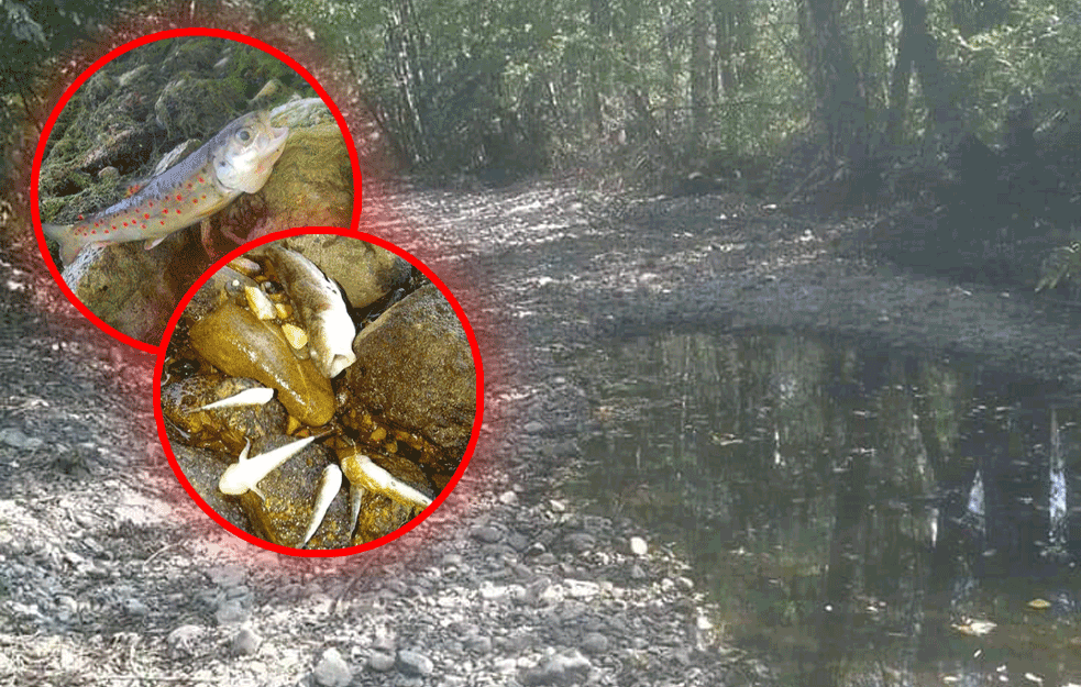 PRAVA EKOLOŠKA KATASTROFA U SRBIJI: Mrtve ribe, smrad, đubrad.. jeziv prizor u donjem toku Zlotske reke! (FOTO)


