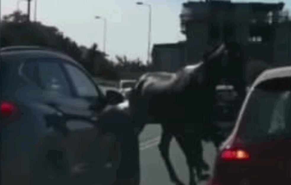 DRAMATIČNA SITUACIJA U BEOGRADU: Konj POBEGAO sa Hipodroma, pa JURCAO MOSTOM NA ADI! (VIDEO) 
