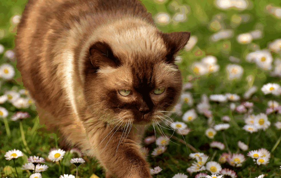 PET NAJSKUPLJIH MAČAKA NA SVETU: <span style='color:red;'><b>Kućni ljubimac</b></span> koji KOŠTA 100 hiljada EVRA! (FOTO) 
