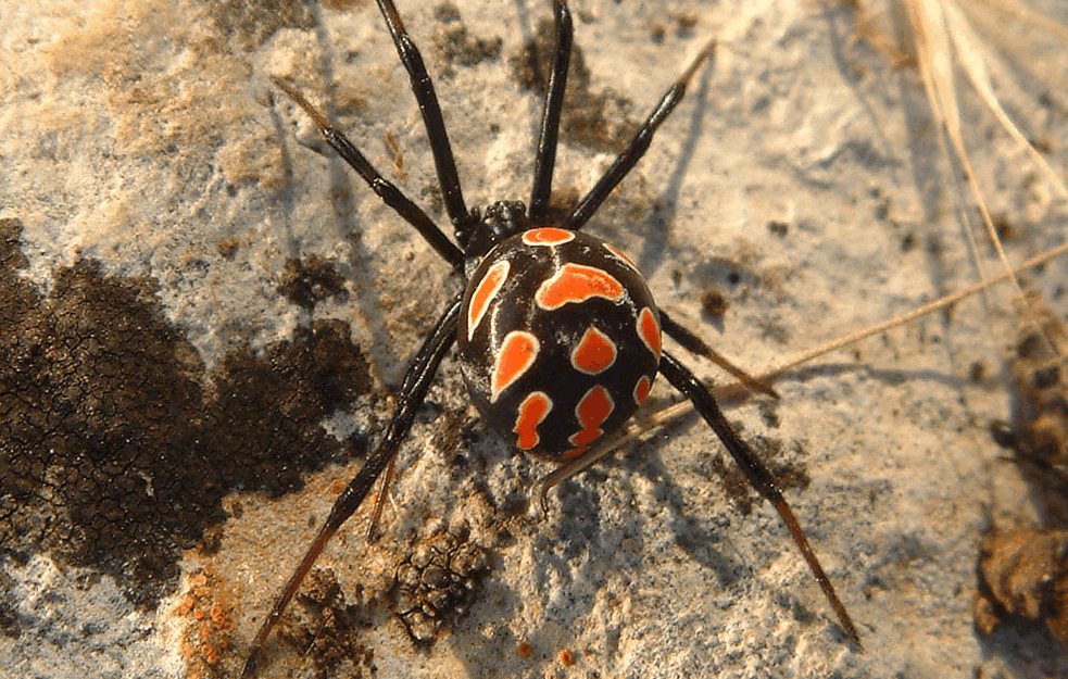 MUŠKARCA UJELA <span style='color:red;'><b>CRNA UDOVICA</b></span>, A SADA JE NA REANIMACIJI! Njen otrov jači i od zmijskog, a ovo je prvi slučaj ovog leta 