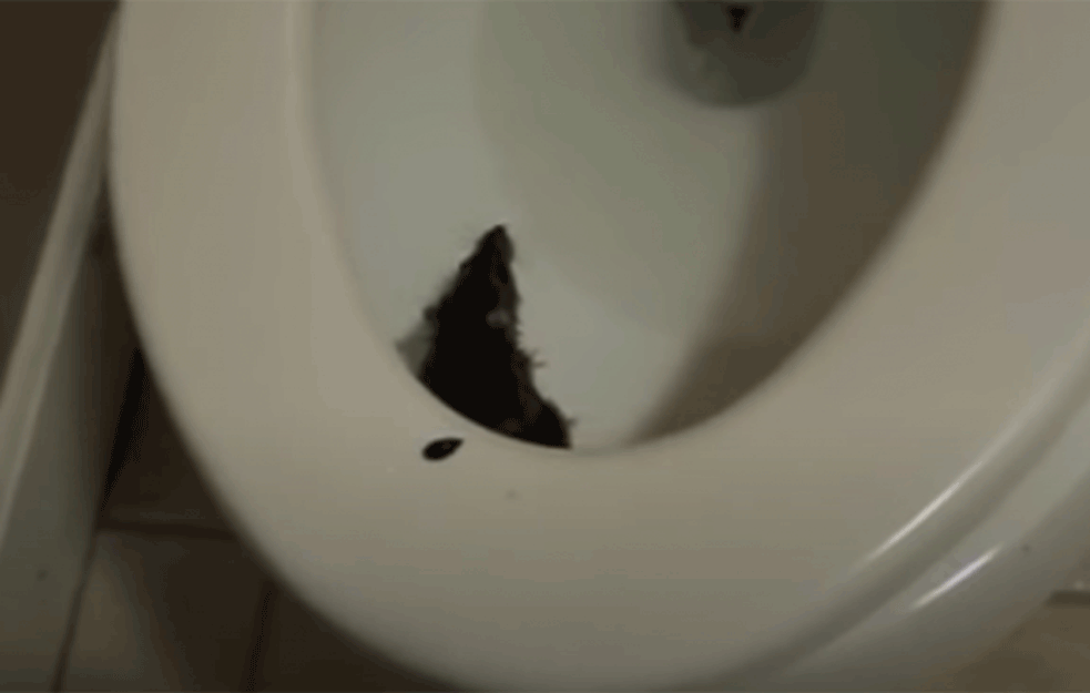 IZ WC-A IZLETEO OGROMAN PACOV: Horor prizor na NOVOM BEOGRADU! (FOTO) 
