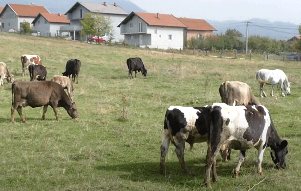 DONATORI HOĆE DA PLATE ALI NEMA CISTERNI! Krave i konji umiru od <span style='color:red;'><b>žeđ</b></span>i na Suvoj planini 