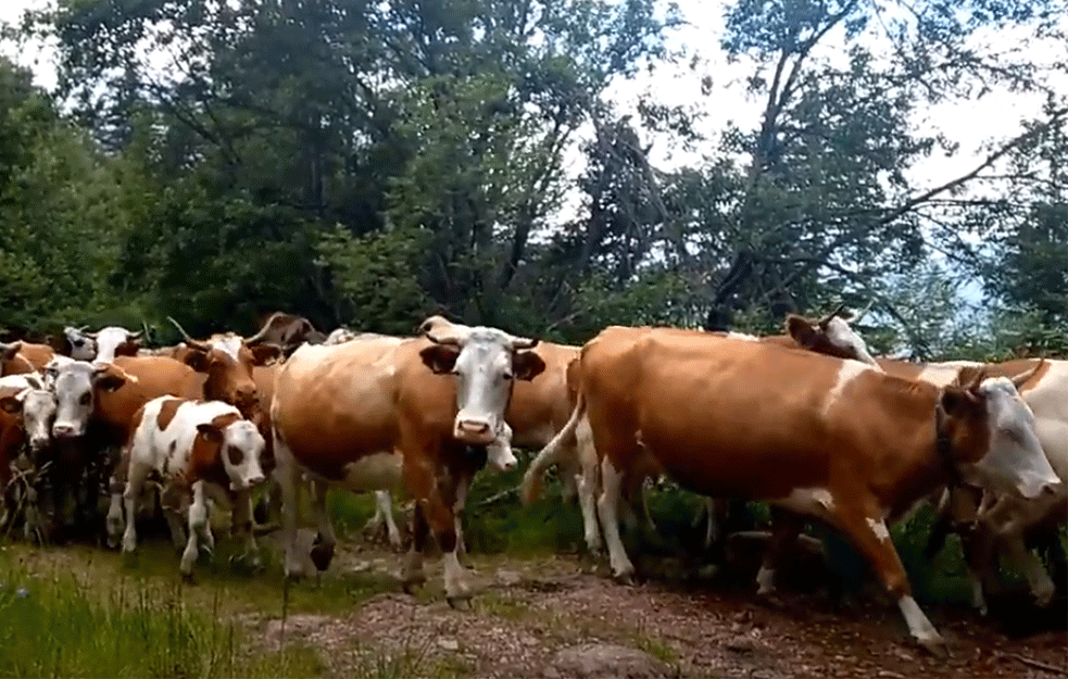 Vojska opet dovozi vodu za stoku na Suvoj planini, stočari kažu da nije dovoljno