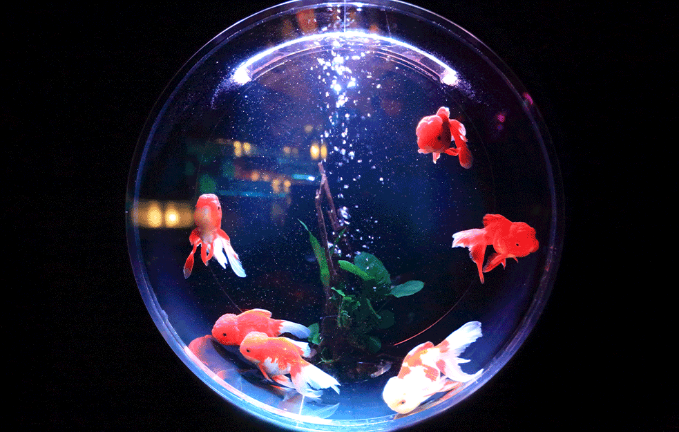 Želite kućnog ljubimca, a nemate vremena? Onda je ovo savršeno za vas