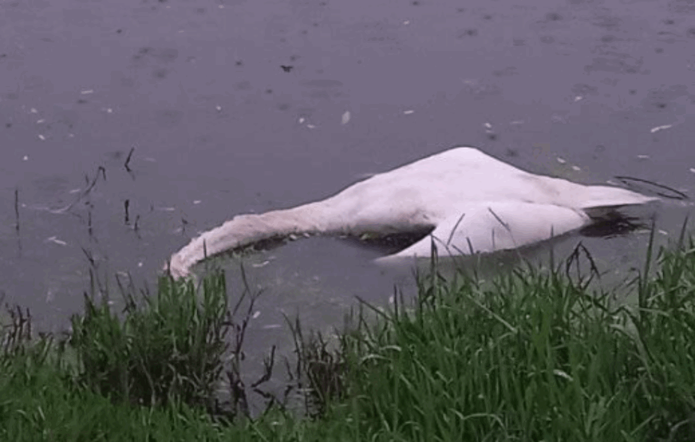 TUGA! Masovno uginuće LABUDOVA U BORČI: Ne prilazite telima MRTVIH PTICA! (FOTO)