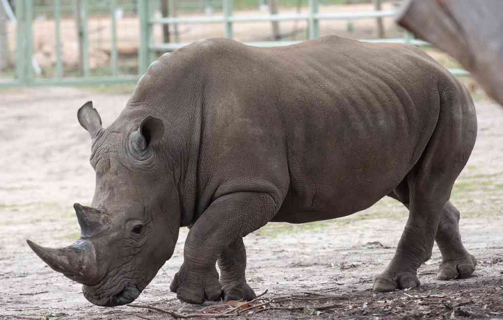 TUŽNE VESTI: Uginuo najstariji beli nosorog na svetu
