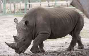 TUŽNE VESTI: Uginuo najstariji beli nosorog na svetu
