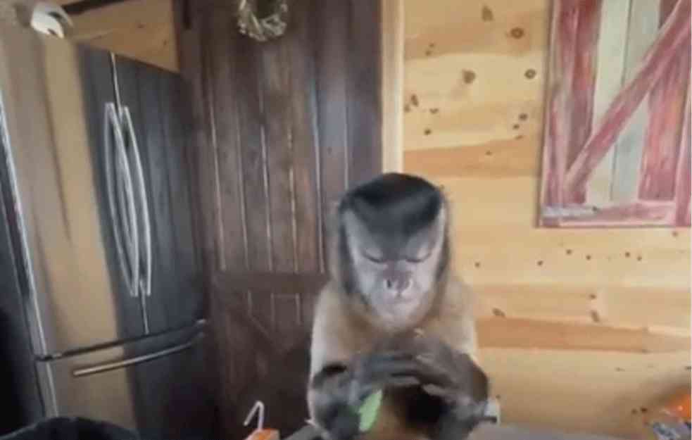 OVAKVA POMOĆ BI SVIMA DOBRODOŠLA! Hit snimak majmunčeta u kuhinji! (VIDEO)