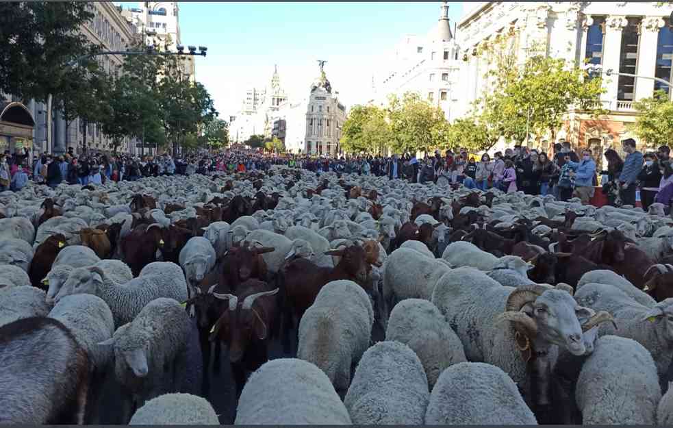 HILJADE OVACA PREPLAVILE MADRIDSKE ULICE! Ljudi izašli da isprate ovaj događaj (FOTO+VIDEO)