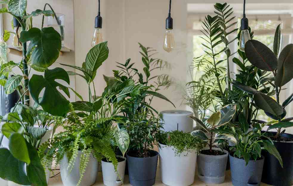 DIŠITE ZDRAVO: Ove sobne biljke efikasno prečišćavaju vazduh i otklanjaju sve zagađivače iz vašeg doma