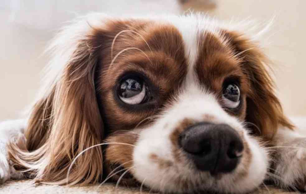 KORONA PREŠLA NA ŽIVOTINJE? U Velikoj Britaniji zaražen prvi pas 