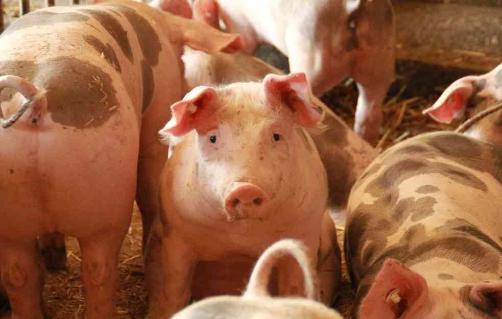 AFRIČKA KUGA KOSI : Zbog zarazne bolesti se uništava 4.000 svinja