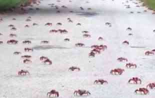 Migracija crvenih rakova na Božićno ostrvo je počela