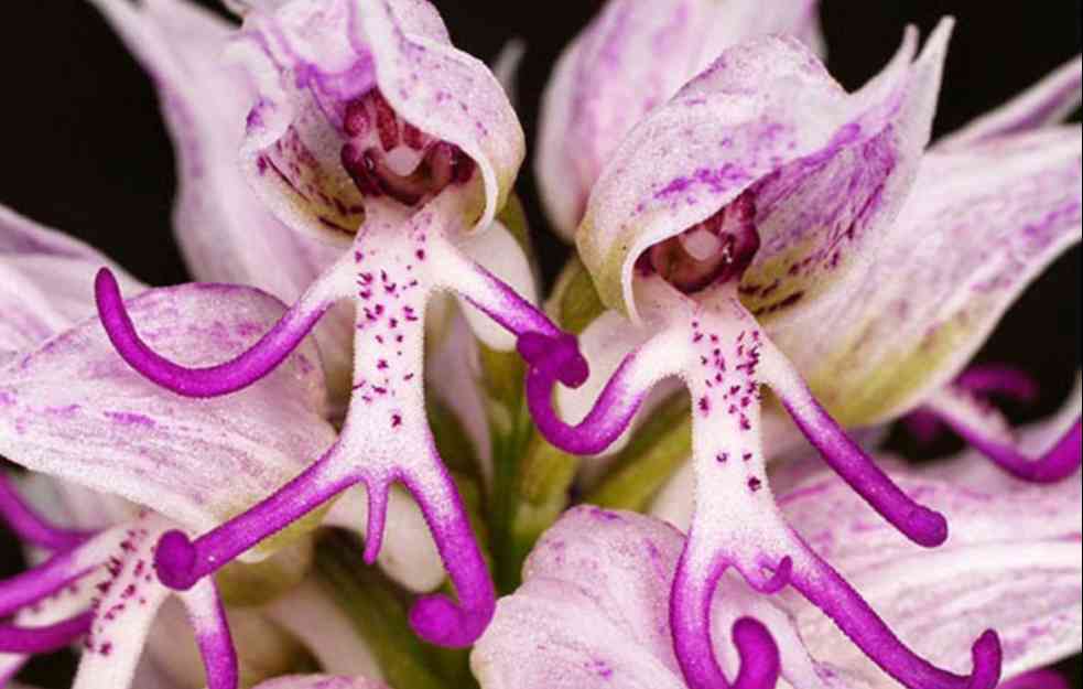Goli čovek orhideja neverovatnog izgleda