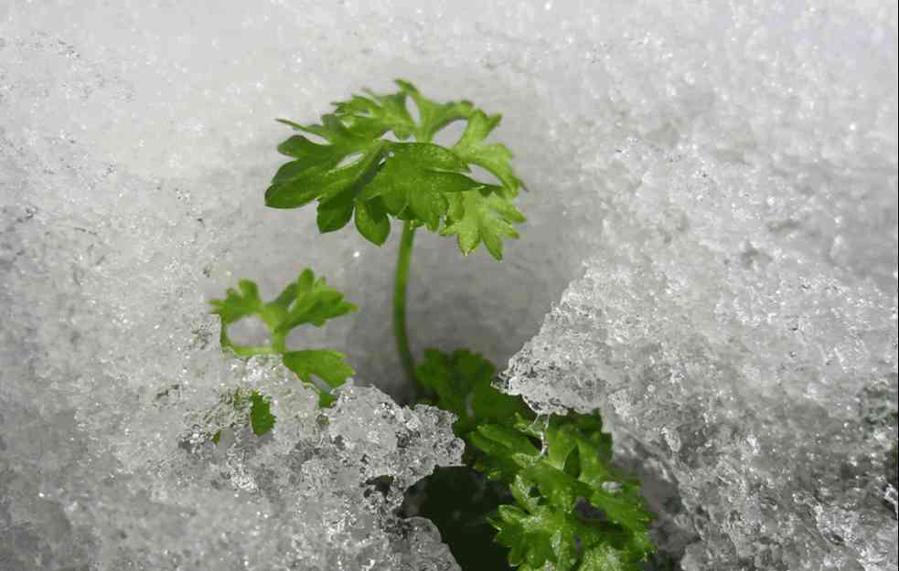 Kako da zamrznete peršun i sačuvate njegove hranljive vrednosti