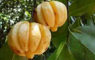 GARSINIJA: Egzotično voće koje topi kilograme