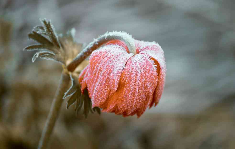 HOROSKOP ZA 8. DECEMBAR: Ne zalećite se u nove ljubavne avanture, a njih čeka važna odluka! 