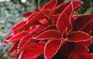 Ako gajite ovaj divni cvet <span style='color:red;'><b>DESET stvari</b></span> morate da znate o njemu!