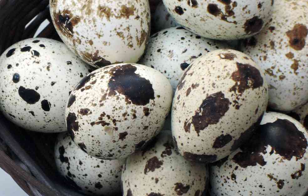Prepeličija sićušna jaja čine čuda za vaše zdravlje