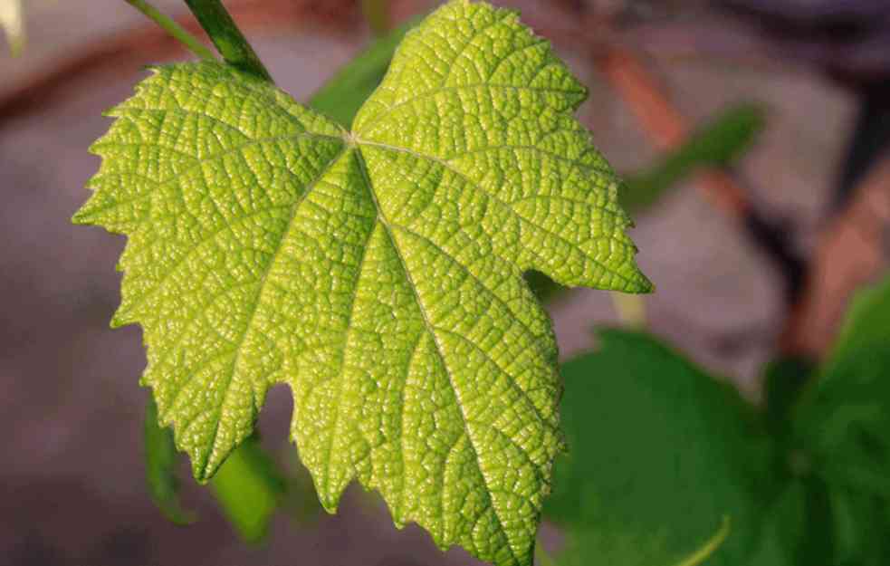 List vinove loze jedan od najjačih prirodnih lekova!