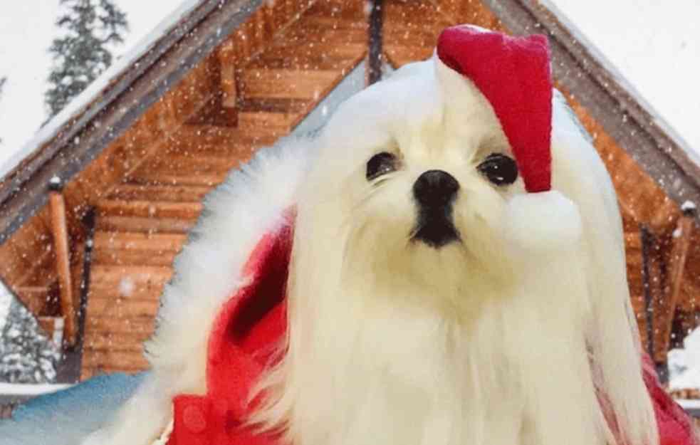 ŽELITE IDEALNOG LJUBIMCA? NE, maltezeri nisu samo male bele <span style='color:red;'><b>puf</b></span>ne! Oni su mnogo više od toga! (FOTO+VIDEO)