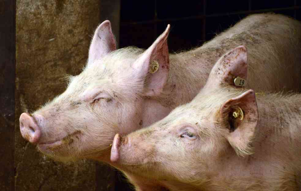Crna Gora zabranila uvoz svinja i mesa iz Srbije zbog OPASNE BOLESTI! 