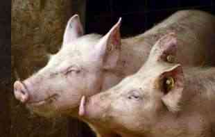 <span style='color:red;'><b>Crna Gora</b></span> zabranila uvoz svinja i mesa iz Srbije zbog OPASNE BOLESTI! 