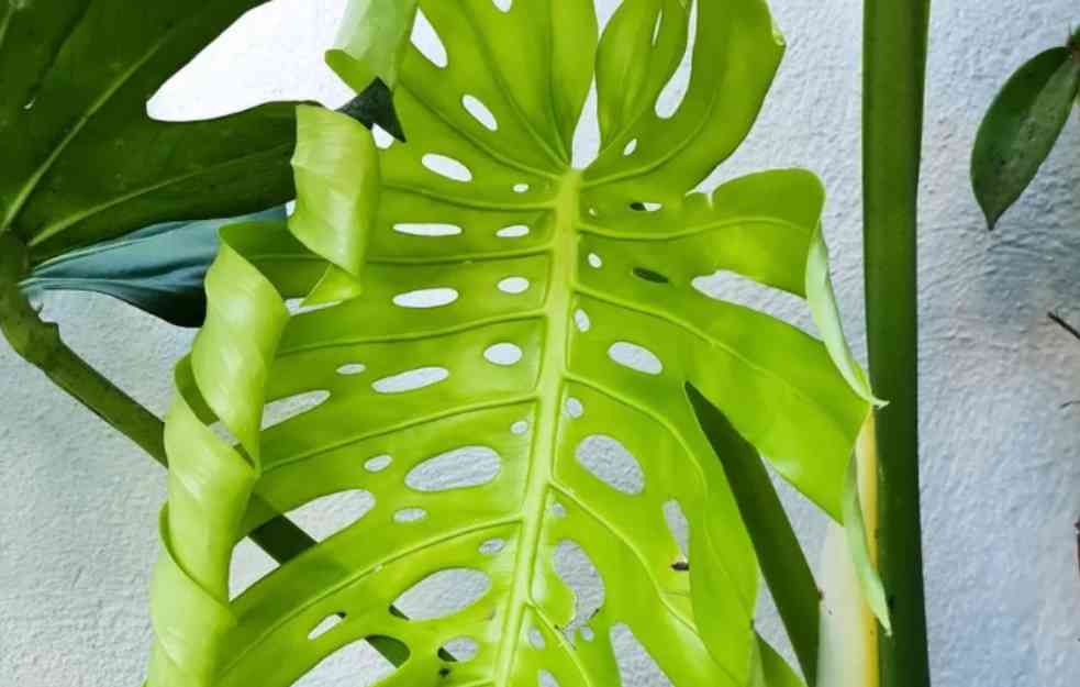 Trikovi za negu koji oživljavaju sve vrste filadendrona - najveličanstvenije kućne biljke (FOTO)