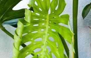 Trikovi za negu koji oživljavaju sve vrste filadendrona - najveličanstvenije <span style='color:red;'><b>kućne biljke</b></span> (FOTO)