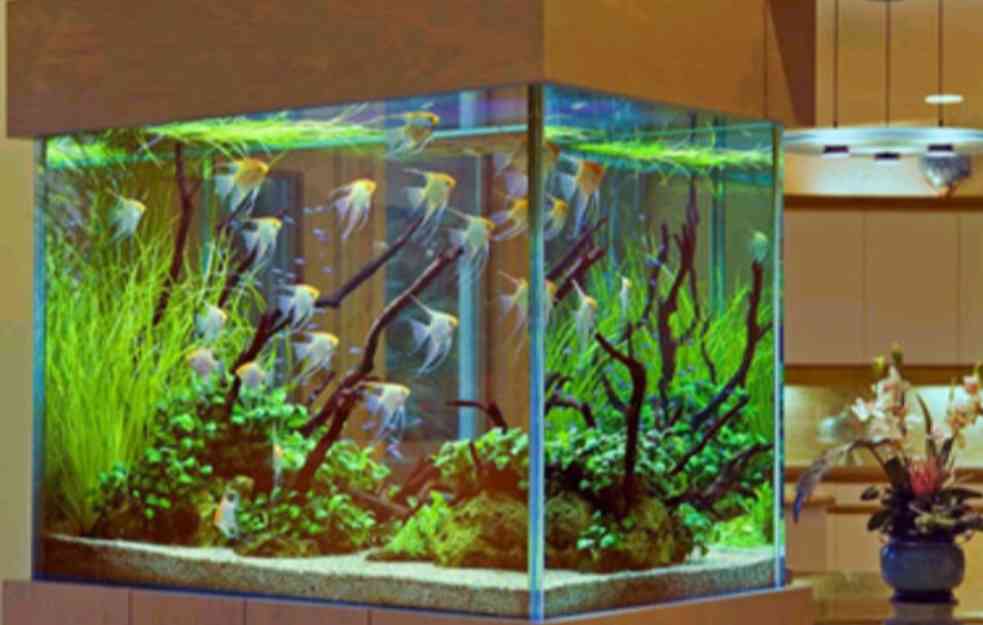 OVO JOŠ NISTE VIDELI: Mačka je zabila glavu kroz akvarijum, a onda je usledio ŠOK 