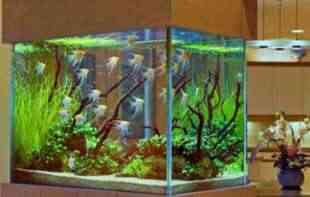 OVO JOŠ NISTE VIDELI: Mačka je zabila glavu kroz <span style='color:red;'><b>akvarijum</b></span>, a onda je usledio ŠOK 