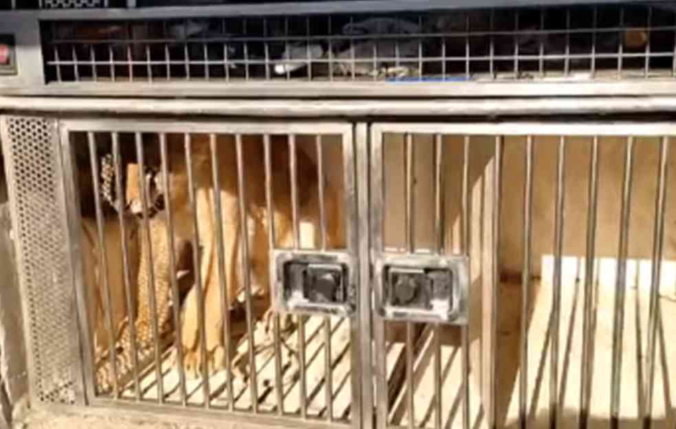 Traži se adekvatan smeštaj za mladunče lava, zakazani i pregledi kod veterinara (FOTO+VIDEO)