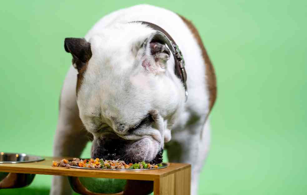 Vaš pas će biti zdraviji ukoliko mu priuštite ovu hranu