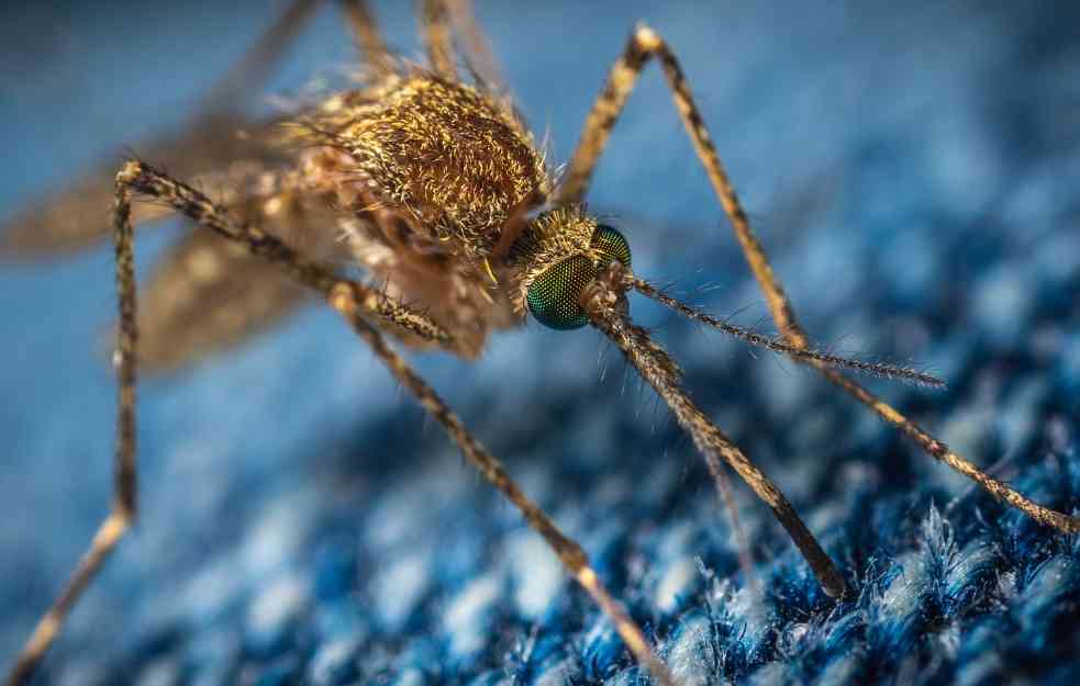 NEKA KORIST I OD KORONE: Restrikcije uvedene zbog kovida smanjile broj zaraženih denga groznicom
