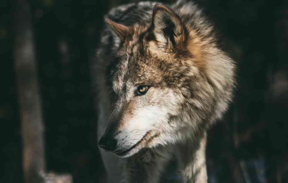 KLJUČ JE U GENETICI: Koje su šanse da vaš pas ‘odgovori’ na zavijanje vuka – zavijanjem?