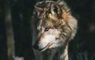 Evropskom vuku preti izumiranje zbog hibridnih vukova
