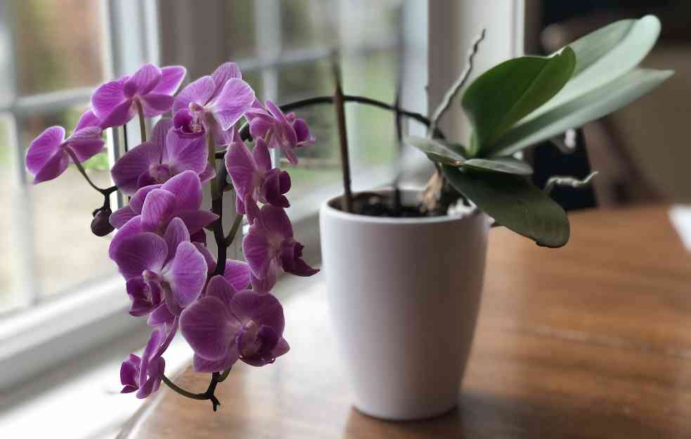Žena otkrila kako je njena orhideja cvetala 12 godina