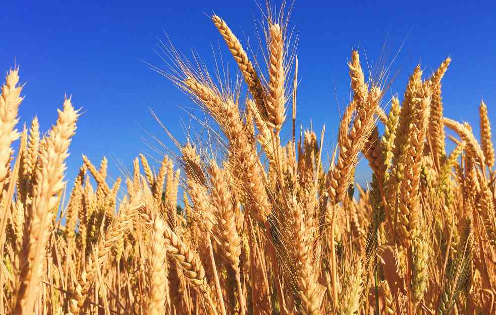 Pšenica pojeftinila dok kukuruz skače: Ovo su najnoviji rezultati berze