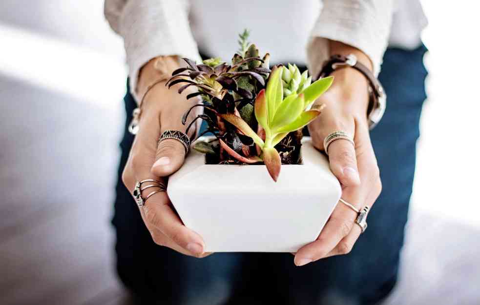PROLEĆNA PRIHRANA: Jedna namirnica koju svako ima u kući, može vam pomoći da biljke izgledaju bujno i zdravo