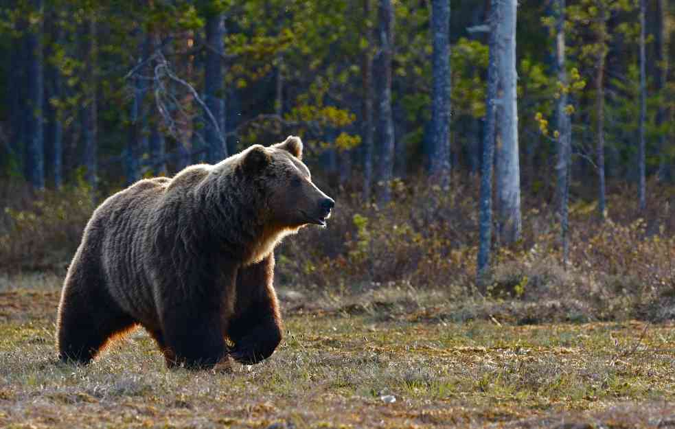 PROBUDIO SE IZ ZIMSKOG SNA: Medved uplašio meštane Valjeva, tragovi pronađeni nadomak vikendice - evo šta raditi ako dođe do susreta