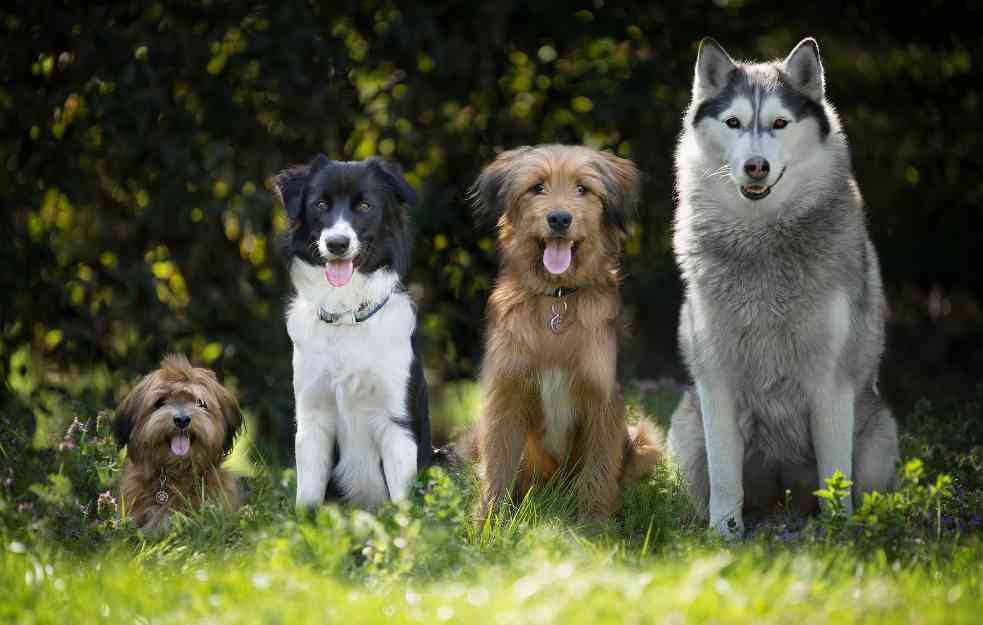 DA ČOVEK NE POVERUJE: Ovih PET neverovatnih stvari psi mogu da osete kod ljudi