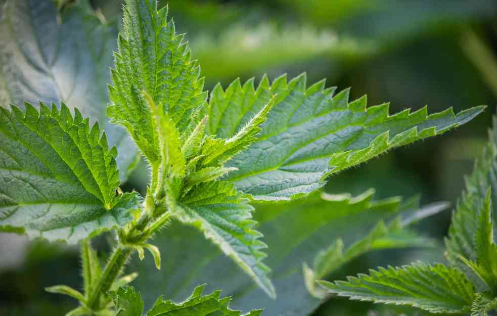 Otkrivamo recept za sok od koprive: Ovo je napitak pun vitamina i minerala