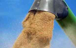 Egipat privatno otkupio skoro pola miliona metričkih tona ruske pšenice