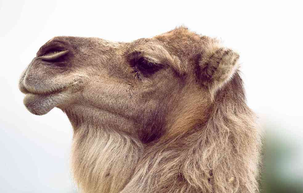 POSEBNO POSEĆENA PRED BAJRAM: Zašto je gužva na najvećoj pijaci kamila na Bliskom istoku?