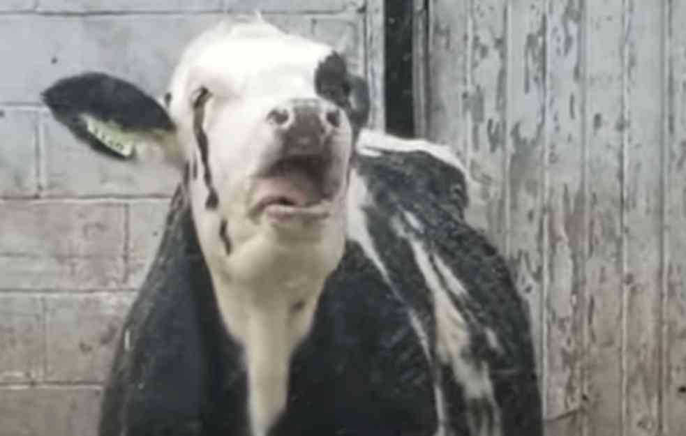 Snimak jedne KRAVE razveselio ljubitelje životinja (HIT VIDEO)
