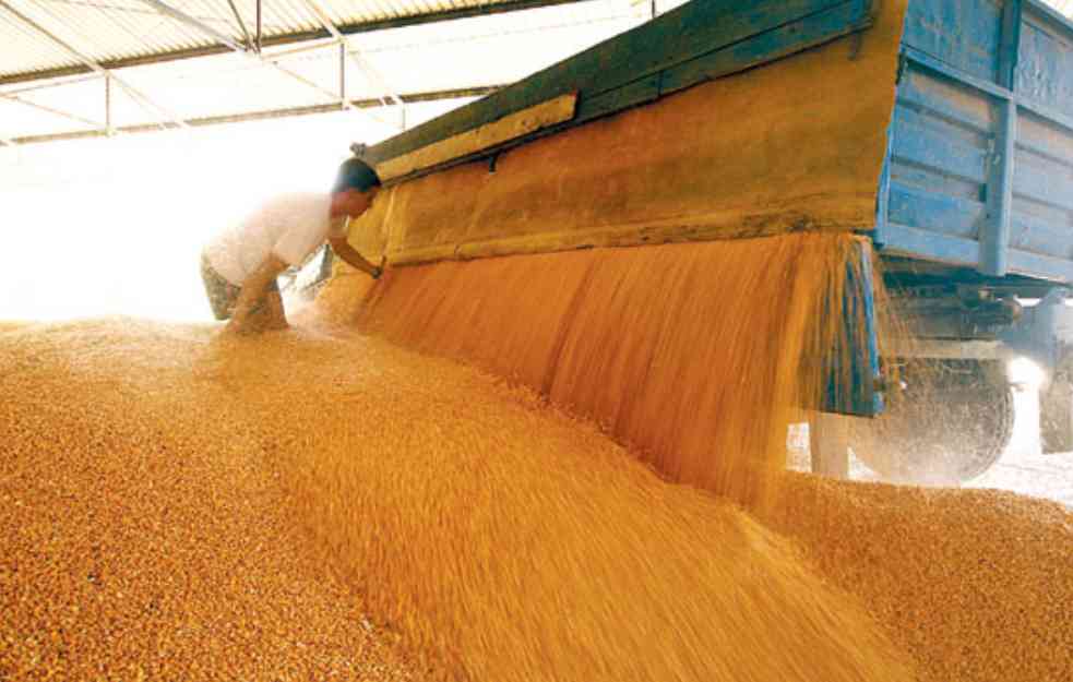 Rusija izvozi čak trećinu svetske pšenice