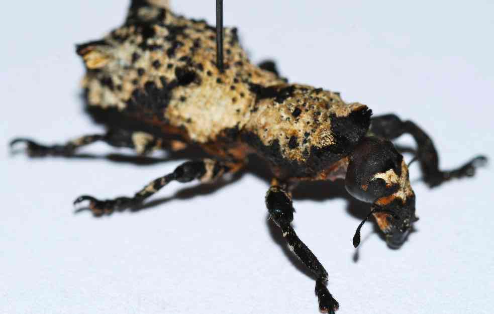 Škorpion buba insekt koji svoj otrov izbacuje kroz antene!