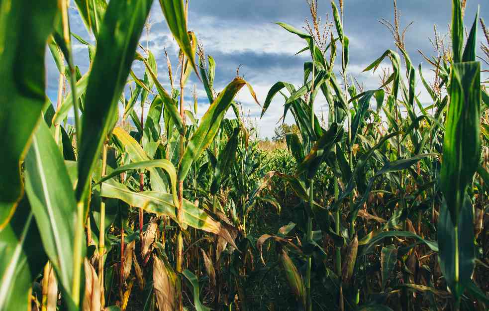 SVETU PRETI NESTAŠICA KUKURUZA: Farmeri u velikom problemu, cene blizu desetogodišnjeg REKORDA